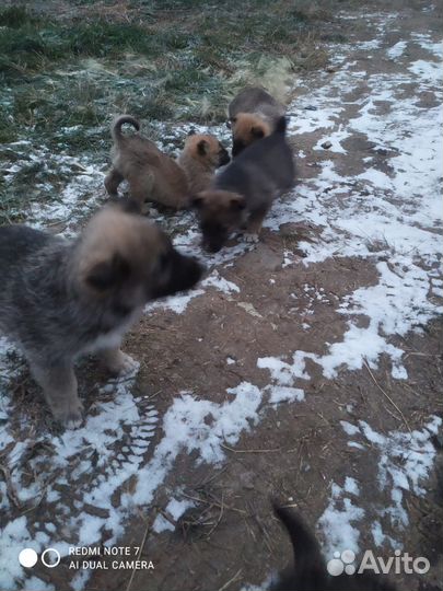 Собака в добрые руки отдам бесплатно щенки