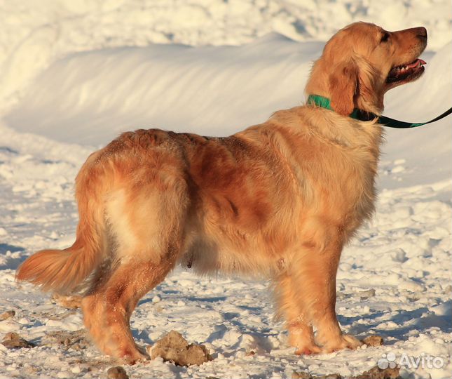 Золотые голдяшки