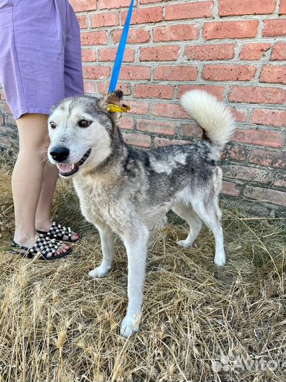 Щенки хаски