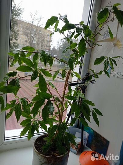 Гибискус(китайская роза)