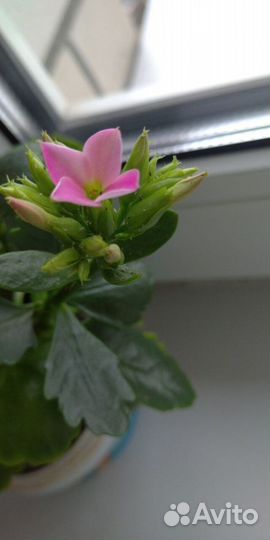 Каланхое цвет разный