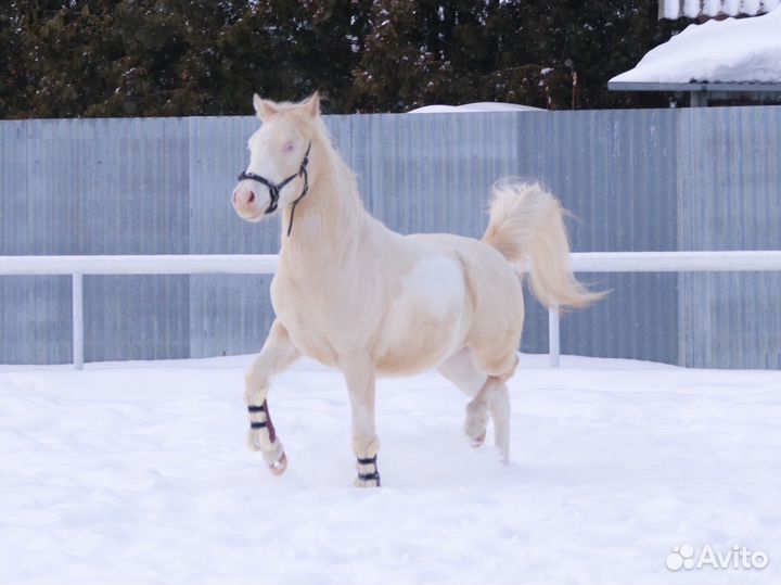 Мерин - арабо - пони, 130 см в/х