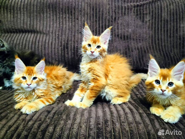 Красные тигрятки