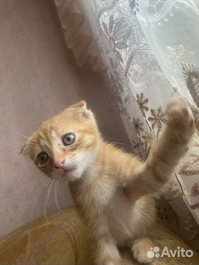 Кошка в дар