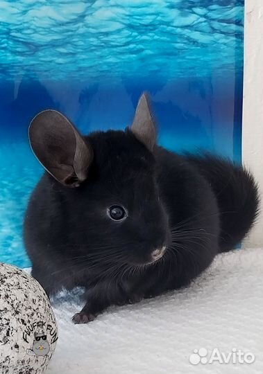 Шиншиллы по кличке Лин, два брата Лонг и Лот