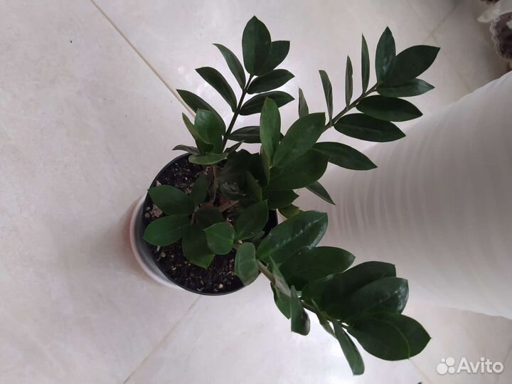 Замиокулькас. Денежное дерево. Бугенвилия