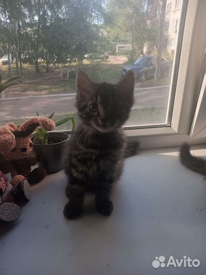 Отдам в добрые руки