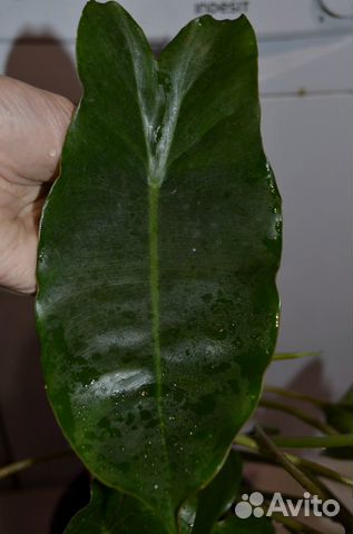 Филодендрон бурле маркс