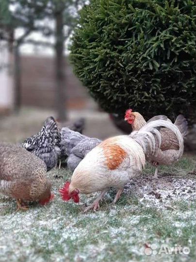 Инкубационное яйцо яичных кур