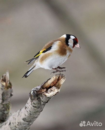 Щегол вместе с клеткой