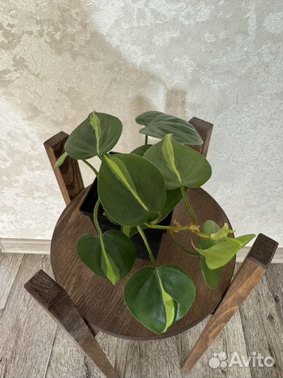 Филодендрон Мамей