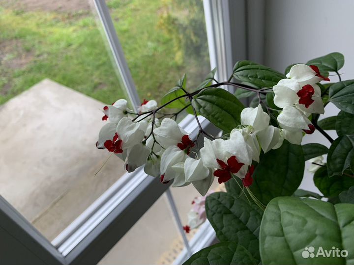 Клеродендрум томпсона бронь