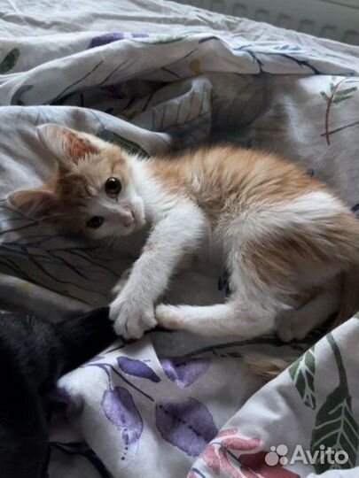 Рыжий котенок в добрые руки