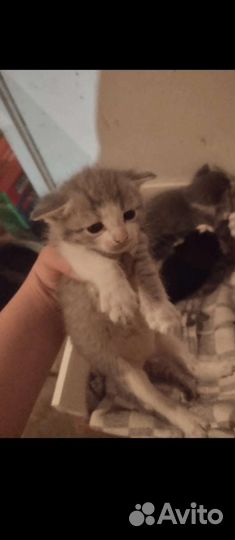 Домашние животные кошки