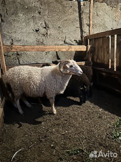 Баран производитель