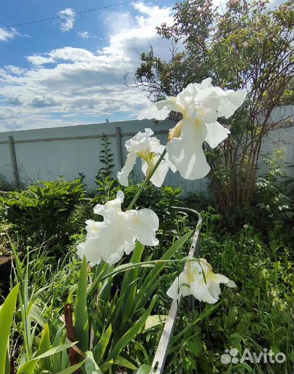 Ирисы белые сортовые