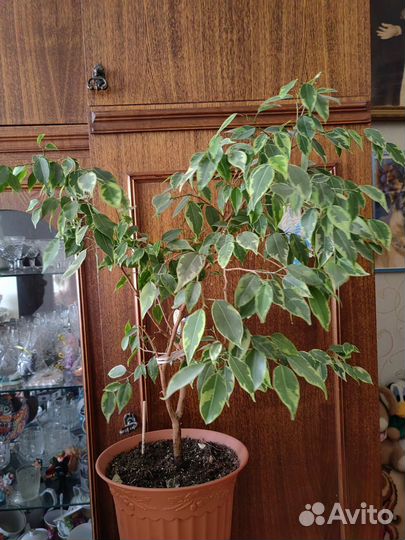 Комнатные цветы