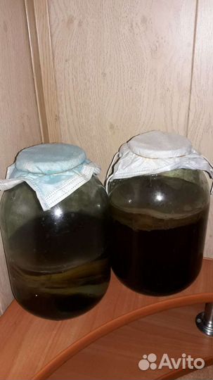 Чайный гриб