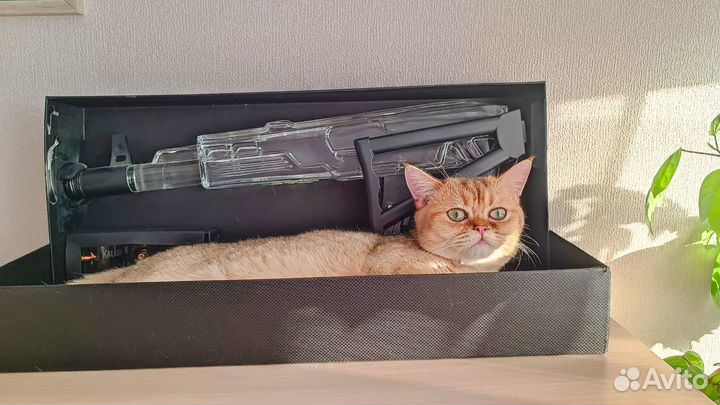 Шотландский котик