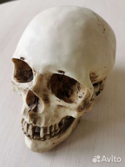 Череп-копилка 