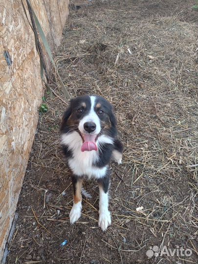 Собака аусси