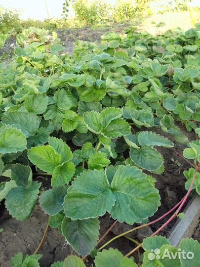 Продам кустики клубники Купчихи