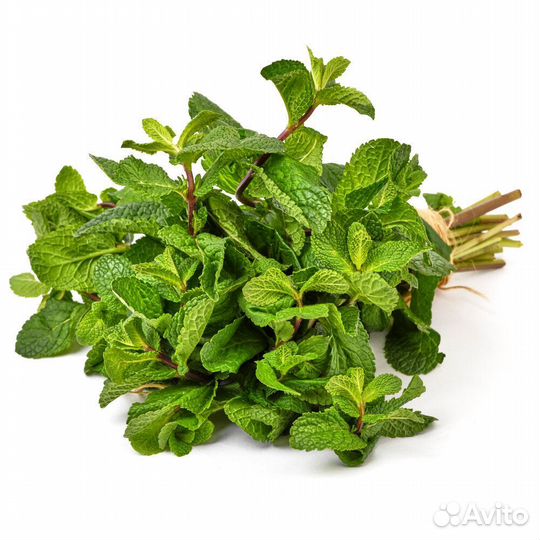 Мята