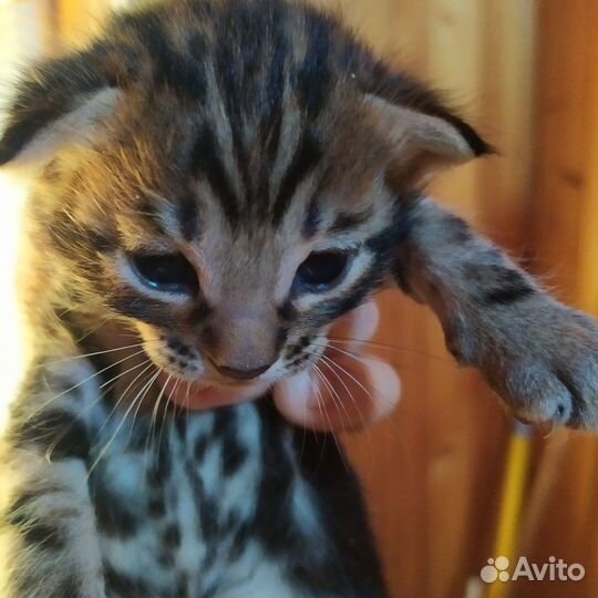 Котята бенгальского мраморного окраса