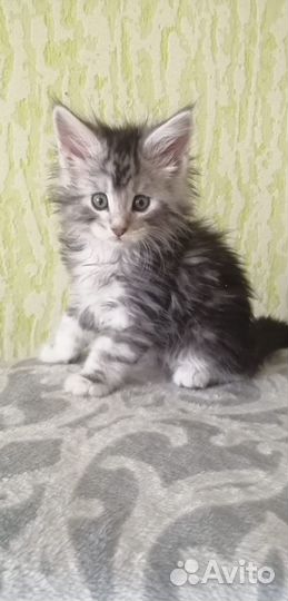 Котята мейн-кун