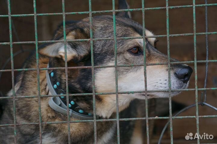 Борька - храбрый воин из приюта