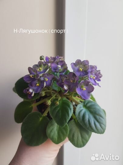 Сортовые фиалки