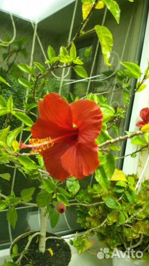 Роза китайская