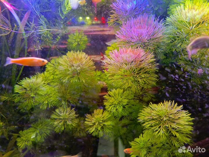 Растения для аквариума/креветки