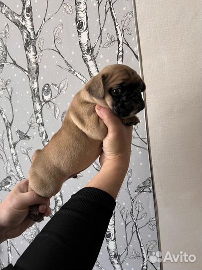 Французский бульдог