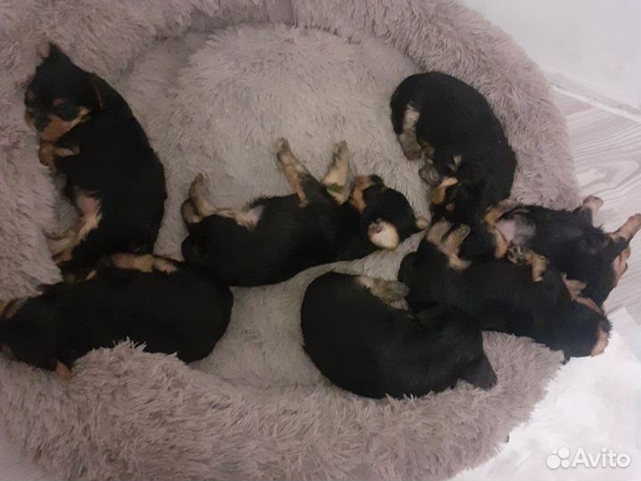 Маленькая собака