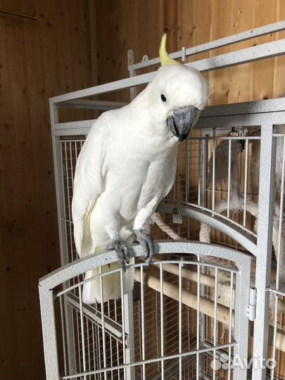 Говорящий попугай какаду