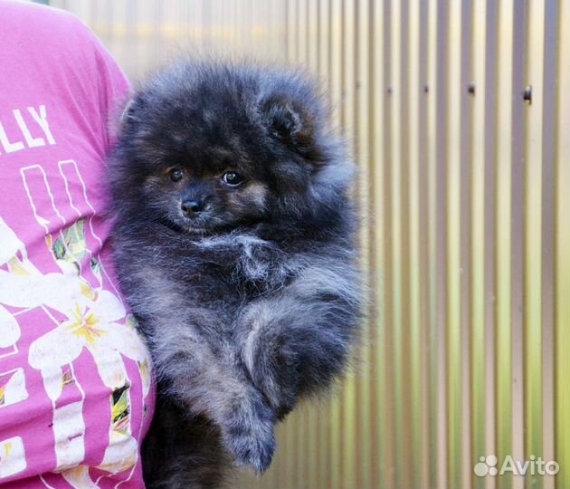 Померанский шпиц