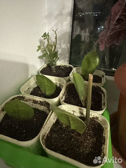 Замиокулькас