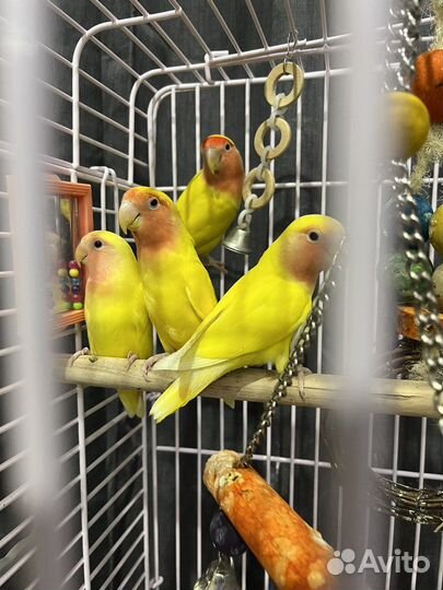 Неразлучники