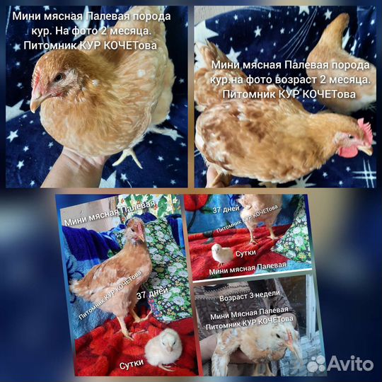 Мини мясная Палевая порода кур. Запись на цыплят