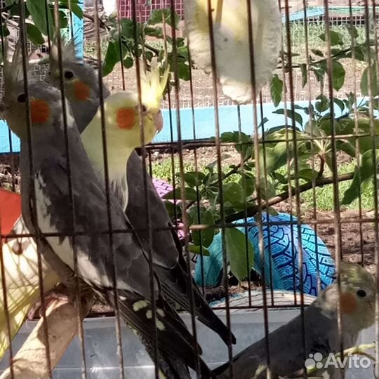 Попугаи,корелла нимфа