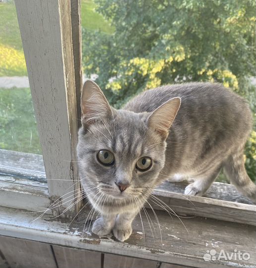Отдам кота в добрые руки