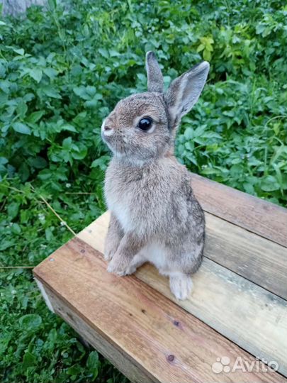 Мини кролик