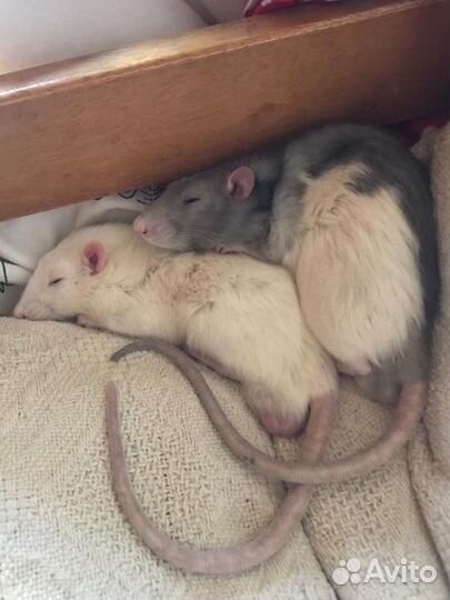 Передержка грызунов