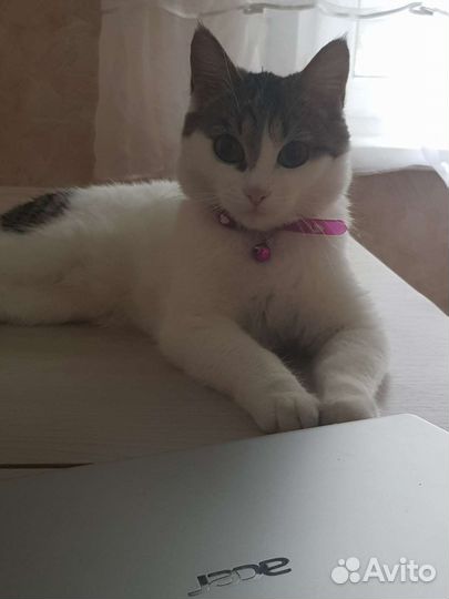 Кошка в дар бесплатно