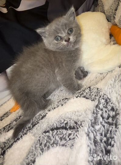 Британская кошка