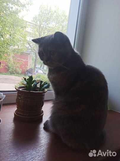 Кошечка перс