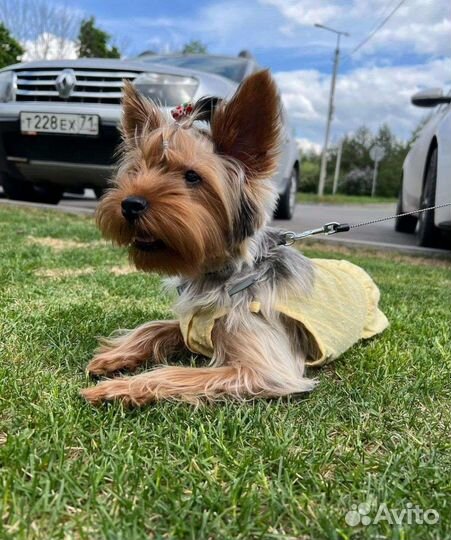 Выгул собак на время вашего отдыха и не только