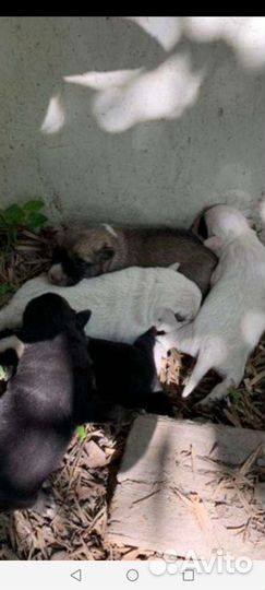 Бездомная собака родила