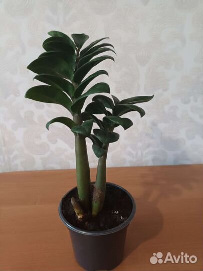 Замиокулькас жук. Замиокулькас черный